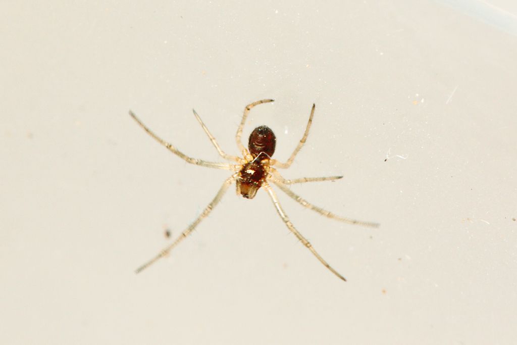 Theridiidae - Malta